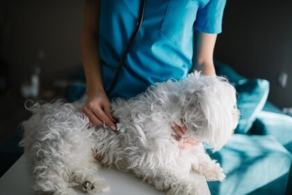 A veterinarian examining a dog at a clinic