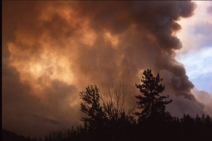 Smoke rising from a forest wildfire