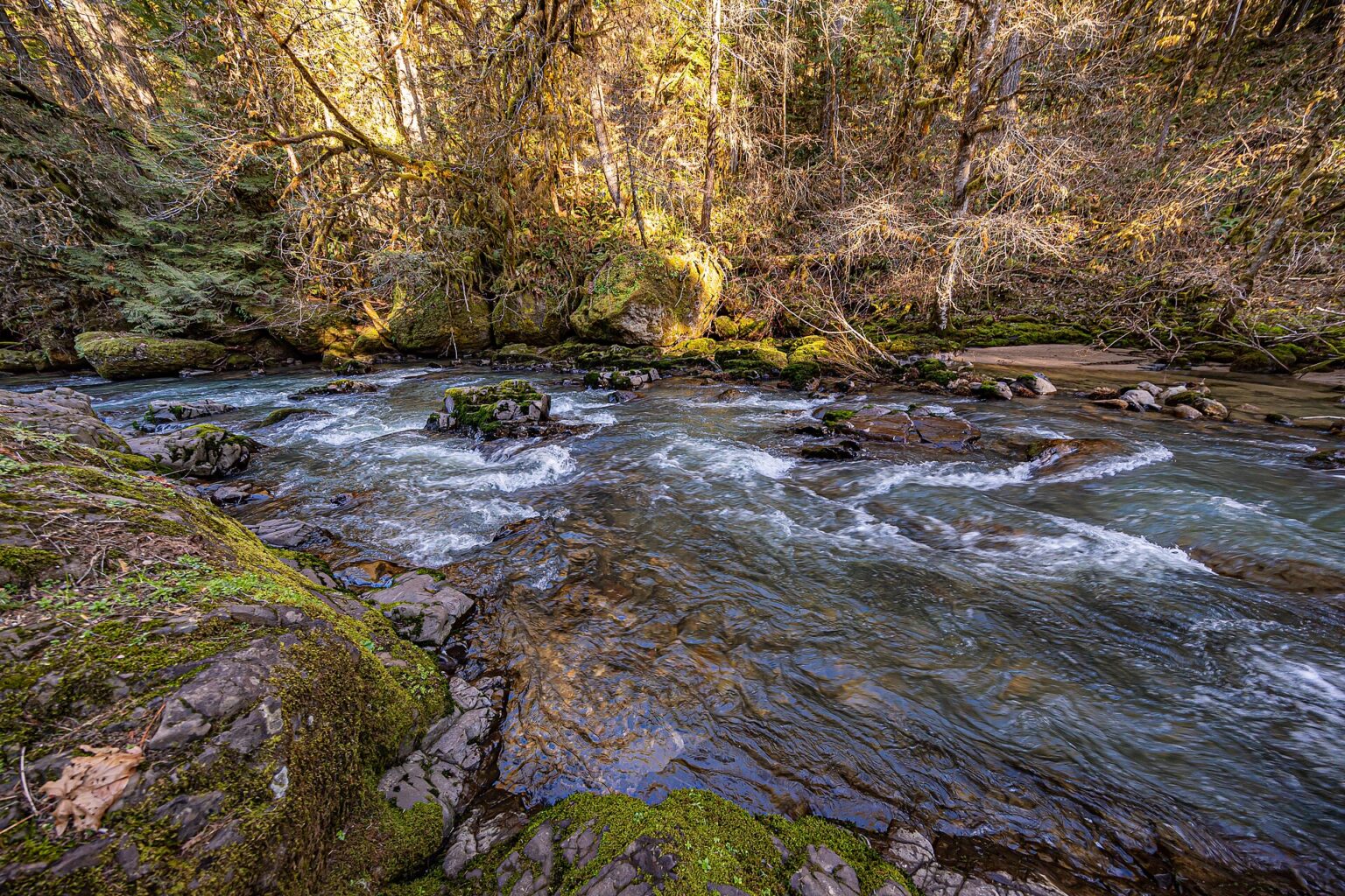 Salmon leaping up a river rapid