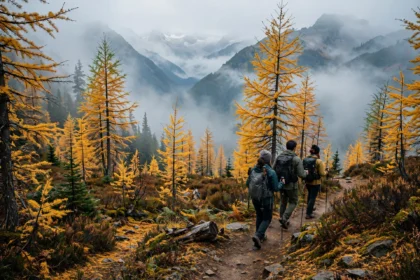 Hikers on a Pacific Northwest trail with golden larch trees in autumn